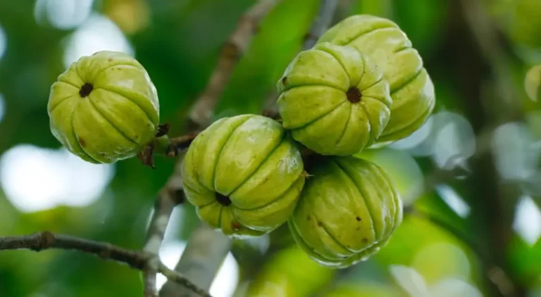 Garcinia cambogia